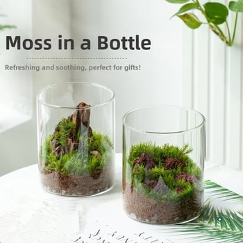 Staklena boca s mahovinom za mikro pejzaž, oblik rockery, ručno izrađeno
