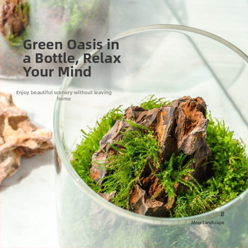 Staklena boca s mahovinom za mikro pejzaž, oblik rockery, ručno izrađeno