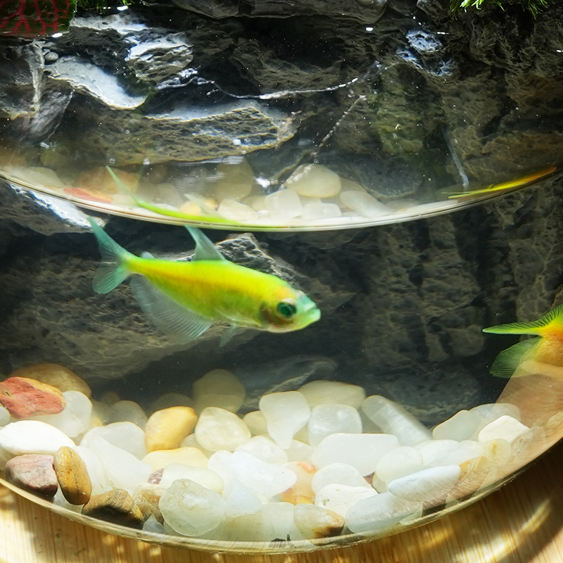 Staklena mikropejzažna boca s mahovinom i živim biljkama, antički stil, ručna izrada