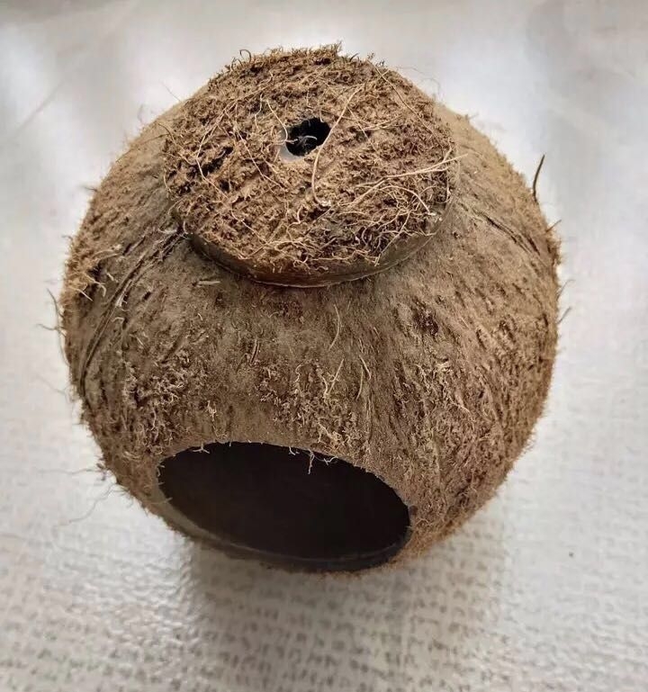 Drveno gnijezdo za hamstere za razmnožavanje, porijeklo Hainan Wenchang