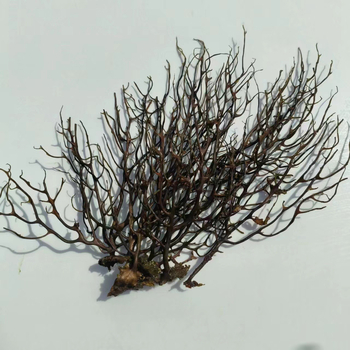 Μικροτοπίο ενυδρείου σε φιάλη με μπάλα φυκιών, στυλ Νοτιοανατολική Ασία, τεχνική καθαρισμού, χωρίς παραμετροποίηση