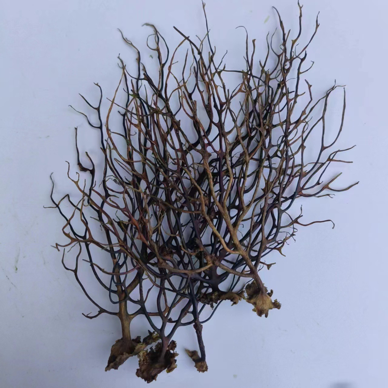 Μικροτοπίο ενυδρείου σε φιάλη με μπάλα φυκιών, στυλ Νοτιοανατολική Ασία, τεχνική καθαρισμού, χωρίς παραμετροποίηση