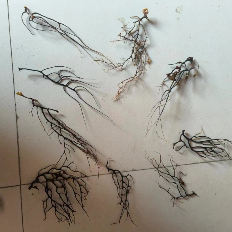 Μικροτοπίο ενυδρείου σε φιάλη με μπάλα φυκιών, στυλ Νοτιοανατολική Ασία, τεχνική καθαρισμού, χωρίς παραμετροποίηση