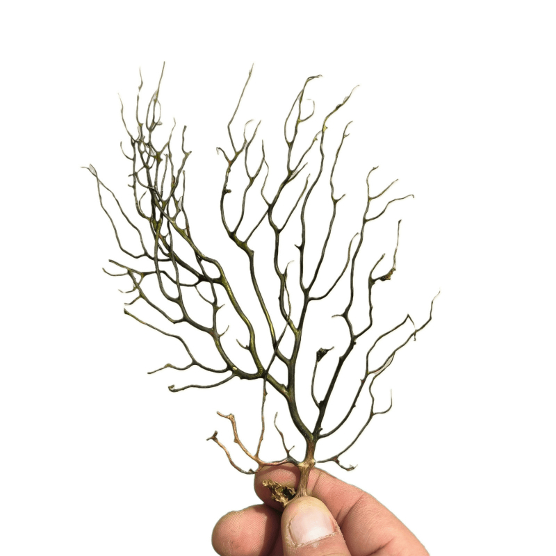 Μικροτοπίο ενυδρείου σε φιάλη με μπάλα φυκιών, στυλ Νοτιοανατολική Ασία, τεχνική καθαρισμού, χωρίς παραμετροποίηση