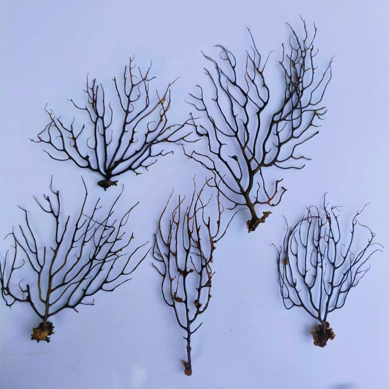 Μικροτοπίο ενυδρείου σε φιάλη με μπάλα φυκιών, στυλ Νοτιοανατολική Ασία, τεχνική καθαρισμού, χωρίς παραμετροποίηση