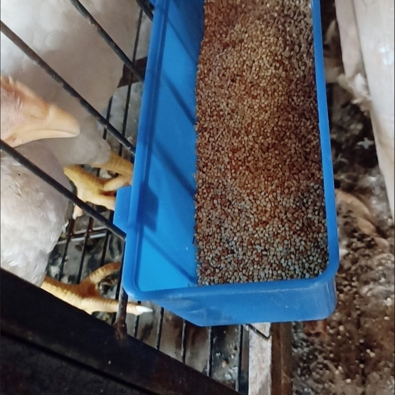 Хранилка и поилка за гълъби и домашни птици, висяща тава за аквариум