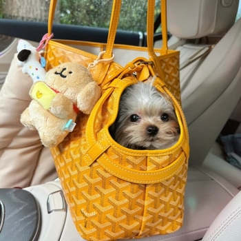 Чанта за домашни любимци — PU материал, ивици, модерен дизайн за разходки (PU материал; ивици; твърдост: средна до мека)