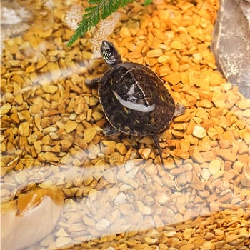 Kamene na krajinu pre akvárium a korytnačky – mikro krajinový substrát s kamienkami, pôvod Čína, domáci výrobok, neobmedzené balenie