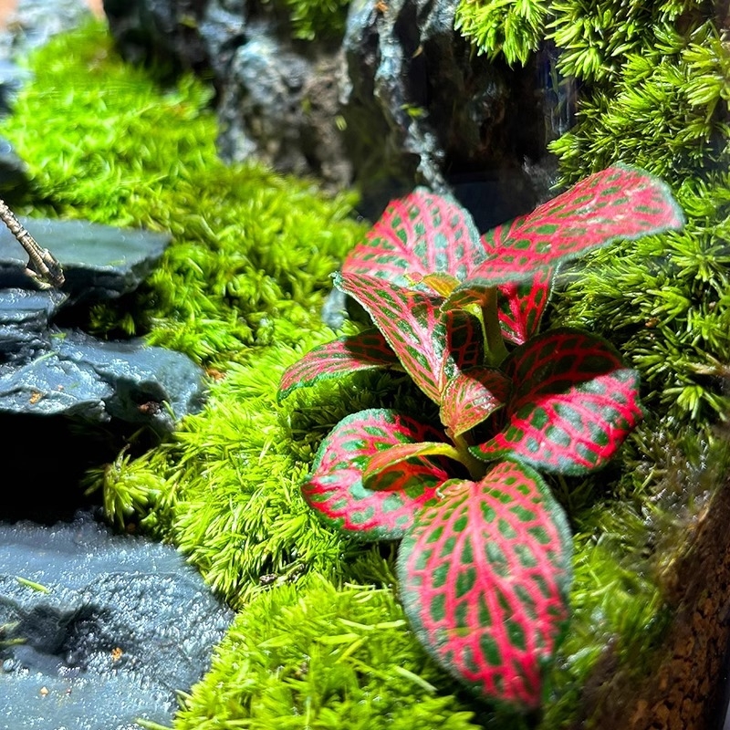 Стъклена бутилка с мъх и микроландшафт за офис, DIY настолен декор — картонена опаковка; не е внос; не е подарък; без IP разрешение