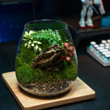Μικρό τοπίο σε γυάλινο μπουκάλι terrarium για γραφείο — Μοντέλο ZY2533, Υλικό: Άλλο, Εισαγωγή: Όχι