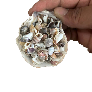 Decor acvariu miniatural cu scoică și stea de mare, cu sticlă de dorințe, lucrat manual, în stil chinezesc nou