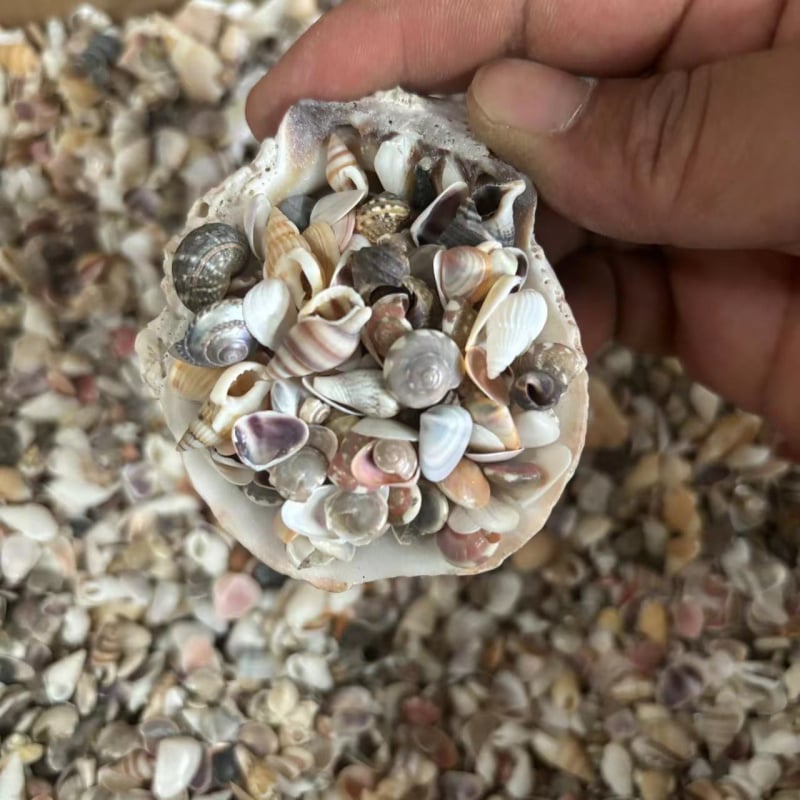 Decor acvariu miniatural cu scoică și stea de mare, cu sticlă de dorințe, lucrat manual, în stil chinezesc nou