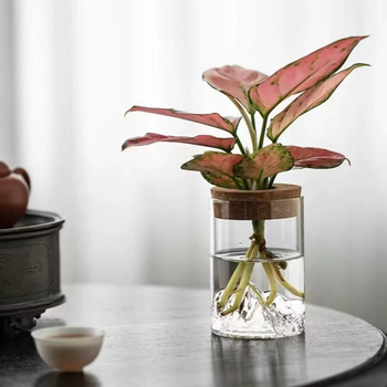 Υδροπονικό γυάλινο βάζο για μικροτοπίο μπονσάι, γυάλινο υλικό υψηλής αντοχής, συσκευασία από χαρτόνι, κατάλληλο για δώρο