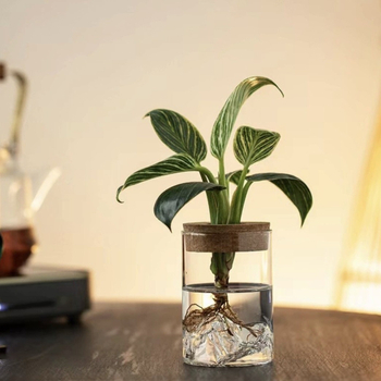 Υδροπονικό γυάλινο βάζο για μικροτοπίο μπονσάι, γυάλινο υλικό υψηλής αντοχής, συσκευασία από χαρτόνι, κατάλληλο για δώρο