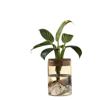 Υδροπονικό γυάλινο βάζο για μικροτοπίο μπονσάι, γυάλινο υλικό υψηλής αντοχής, συσκευασία από χαρτόνι, κατάλληλο για δώρο