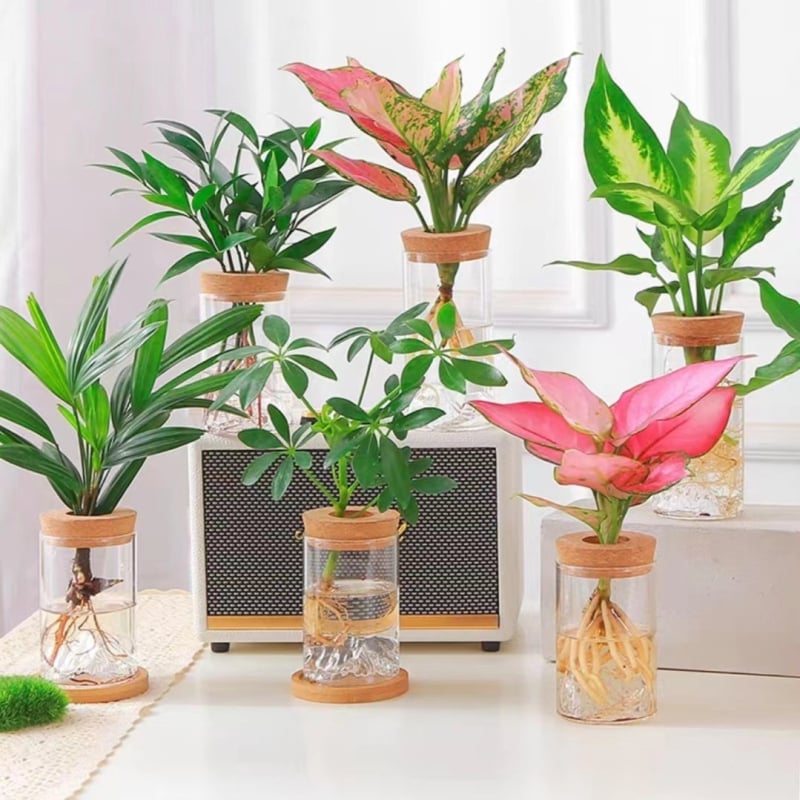 Υδροπονικό γυάλινο βάζο για μικροτοπίο μπονσάι, γυάλινο υλικό υψηλής αντοχής, συσκευασία από χαρτόνι, κατάλληλο για δώρο