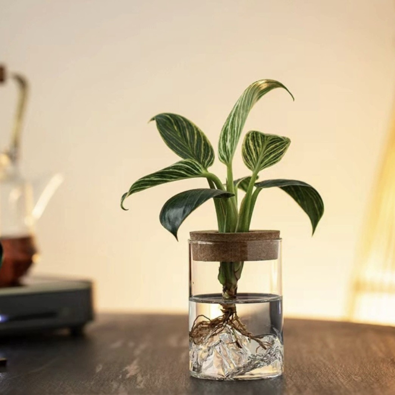 Υδροπονικό γυάλινο βάζο για μικροτοπίο μπονσάι, γυάλινο υλικό υψηλής αντοχής, συσκευασία από χαρτόνι, κατάλληλο για δώρο
