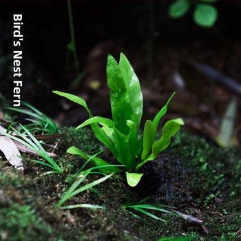 Мини пейзаж с папрати в екобутилка за водно- и наземно оформление, DIY комплект, стил модерен минимализъм; оптимална температура 20°C; осветление – неутрално; влажност – неутрална; растения: папрати.