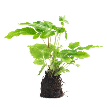 Мини пейзаж с папрати в екобутилка за водно- и наземно оформление, DIY комплект, стил модерен минимализъм; оптимална температура 20°C; осветление – неутрално; влажност – неутрална; растения: папрати.