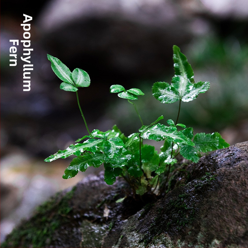 Мини пейзаж с папрати в екобутилка за водно- и наземно оформление, DIY комплект, стил модерен минимализъм; оптимална температура 20°C; осветление – неутрално; влажност – неутрална; растения: папрати.