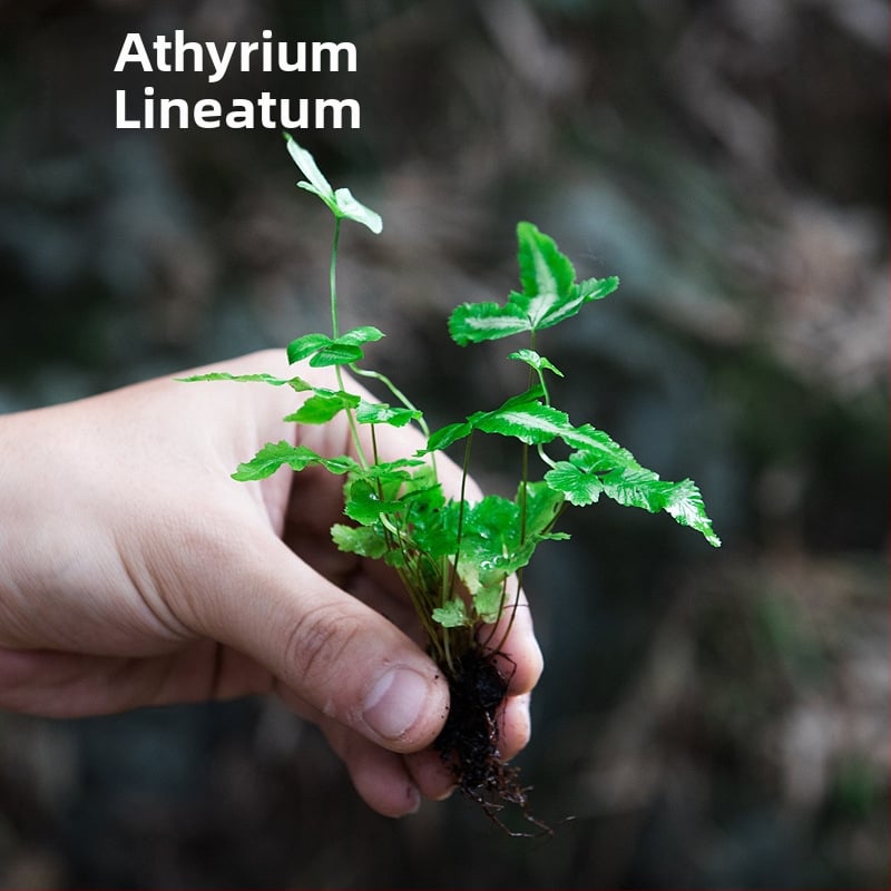 Мини пейзаж с папрати в екобутилка за водно- и наземно оформление, DIY комплект, стил модерен минимализъм; оптимална температура 20°C; осветление – неутрално; влажност – неутрална; растения: папрати.