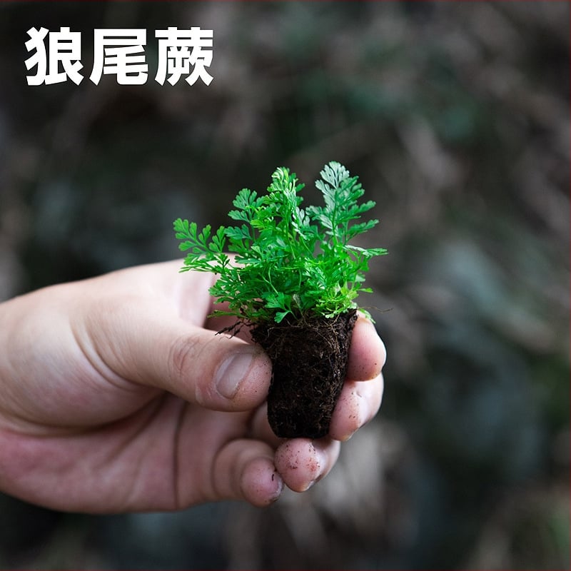 Мини пейзаж с папрати в екобутилка за водно- и наземно оформление, DIY комплект, стил модерен минимализъм; оптимална температура 20°C; осветление – неутрално; влажност – неутрална; растения: папрати.