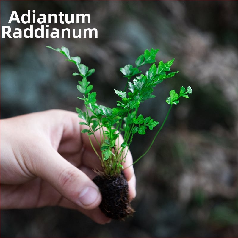 Мини пейзаж с папрати в екобутилка за водно- и наземно оформление, DIY комплект, стил модерен минимализъм; оптимална температура 20°C; осветление – неутрално; влажност – неутрална; растения: папрати.