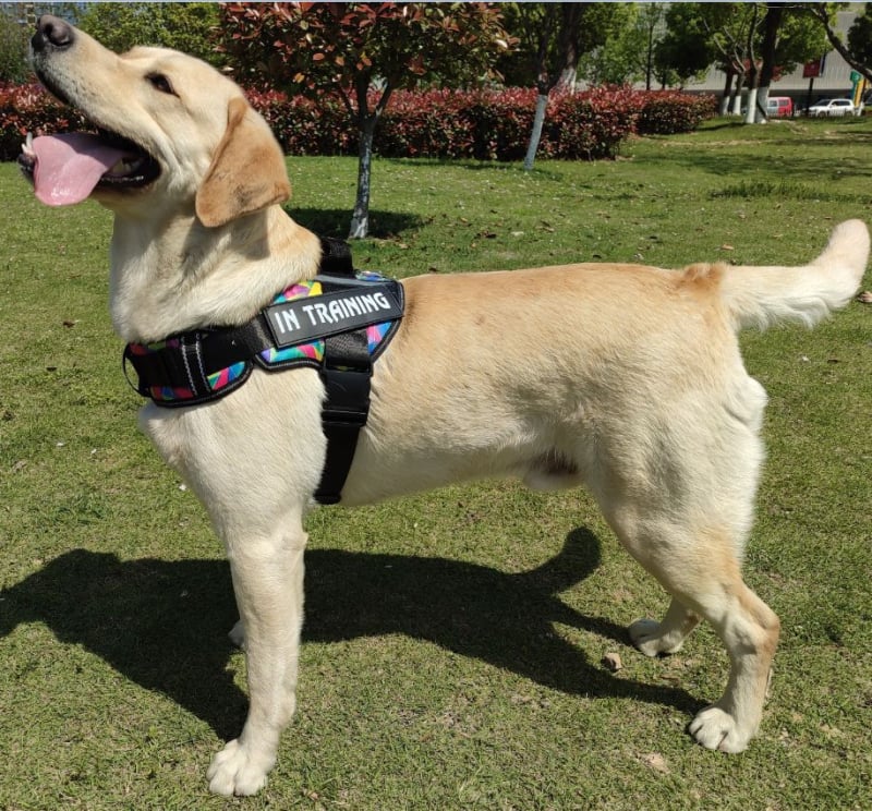 Állítható kutyahám nylonból készült mellény stílusú pórázzal