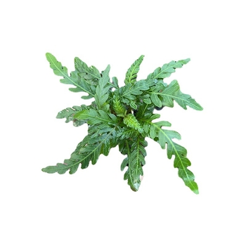 Édesvízi akvarisztikai tájkép driftwoodkal és vulkanikus kővel – vízinövények