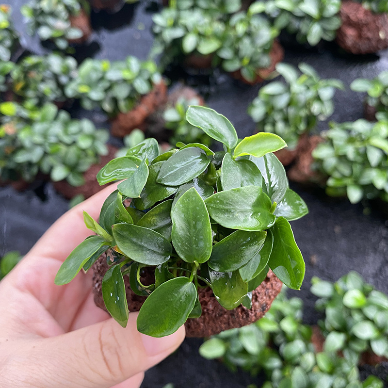 Édesvízi akvarisztikai tájkép driftwoodkal és vulkanikus kővel – vízinövények