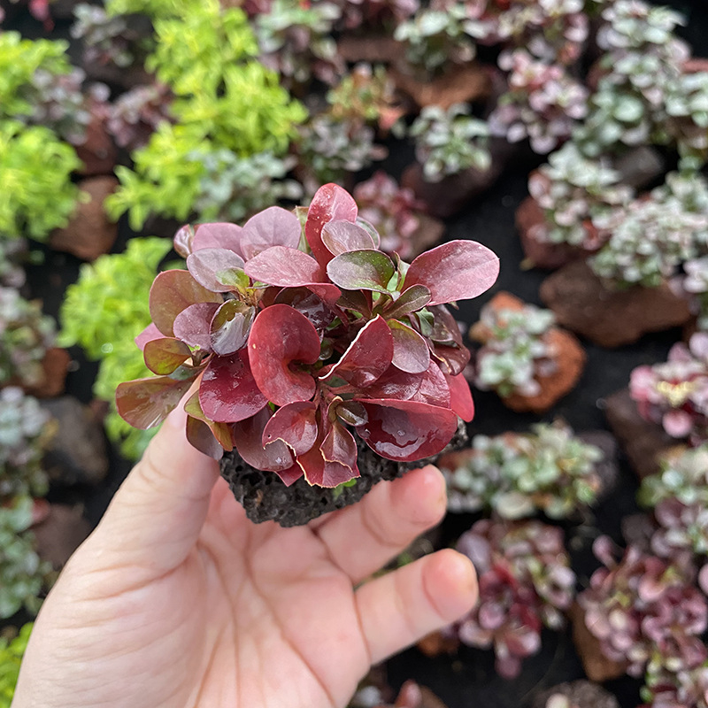 Édesvízi akvarisztikai tájkép driftwoodkal és vulkanikus kővel – vízinövények