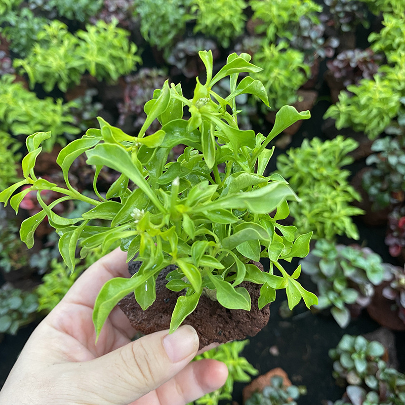 Édesvízi akvarisztikai tájkép driftwoodkal és vulkanikus kővel – vízinövények