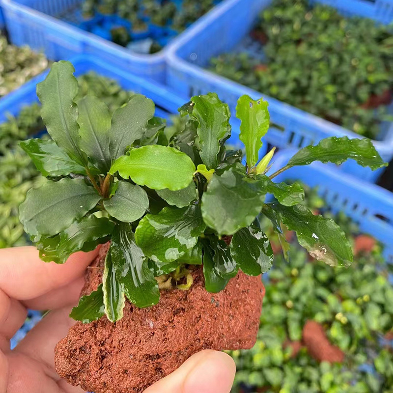 Édesvízi akvarisztikai tájkép driftwoodkal és vulkanikus kővel – vízinövények