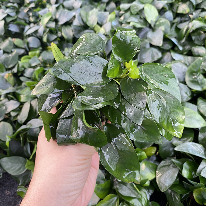 Édesvízi akvarisztikai tájkép driftwoodkal és vulkanikus kővel – vízinövények