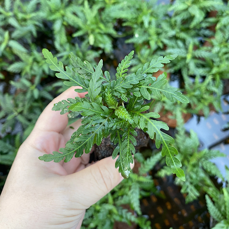 Édesvízi akvarisztikai tájkép driftwoodkal és vulkanikus kővel – vízinövények