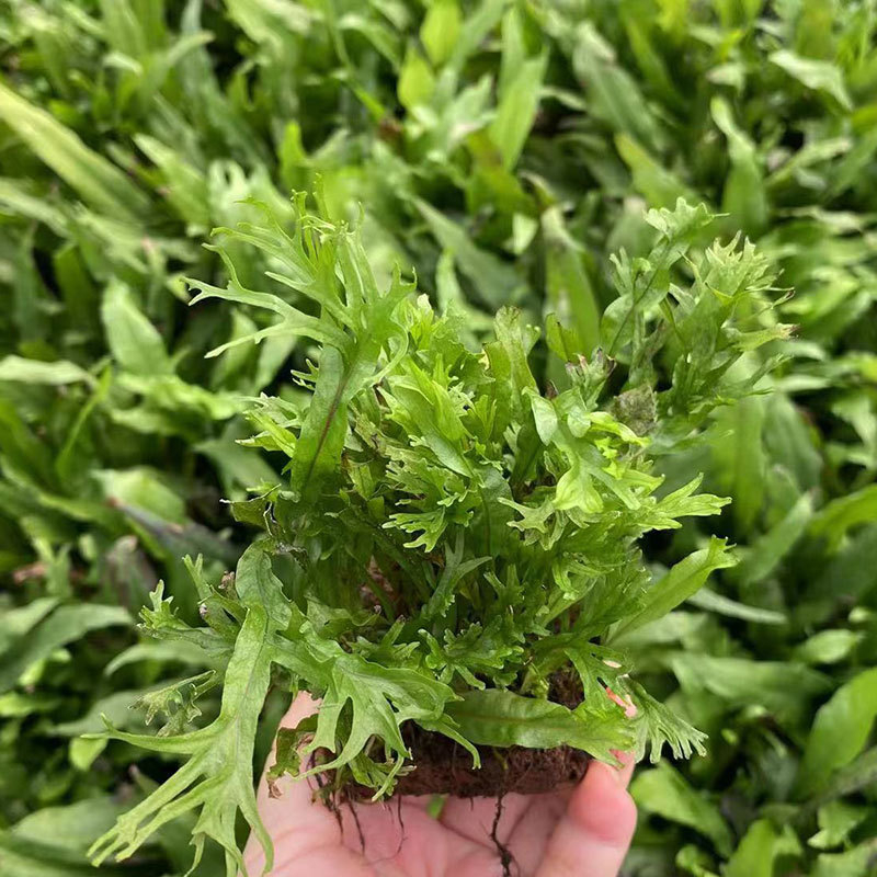 Édesvízi akvarisztikai tájkép driftwoodkal és vulkanikus kővel – vízinövények