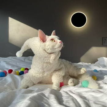 Rila aranyos téli négylábú háziállat ruha – poliészter-pamut