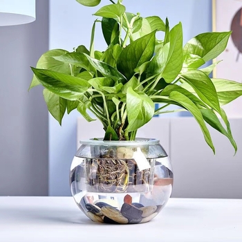 Кръгла стъклена ваза за хидропоника със сукуленти – издухано стъкло, полирана повърхност, персонализиране, печат на лого (стъкло; издухано; полирана повърхност; персонализиране; печат на лого)