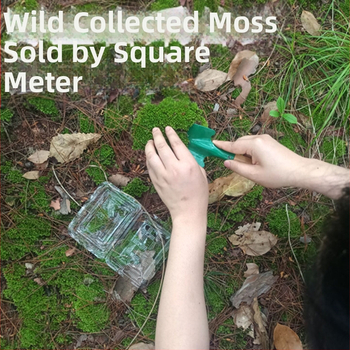 Muș pentru micro-peisaj într-o sticlă ecologică, muș de grădină, ambalat în cutii sau la bax