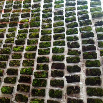 Muș pentru micro-peisaj într-o sticlă ecologică, muș de grădină, ambalat în cutii sau la bax