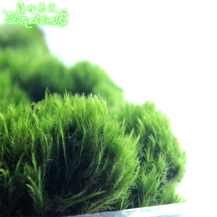 Muș pentru micro-peisaj într-o sticlă ecologică, muș de grădină, ambalat în cutii sau la bax