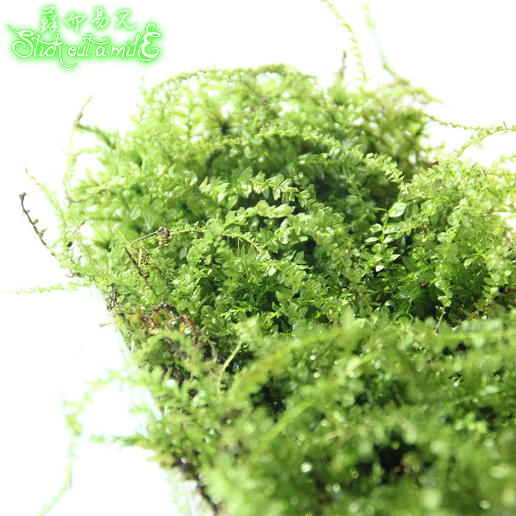 Muș pentru micro-peisaj într-o sticlă ecologică, muș de grădină, ambalat în cutii sau la bax