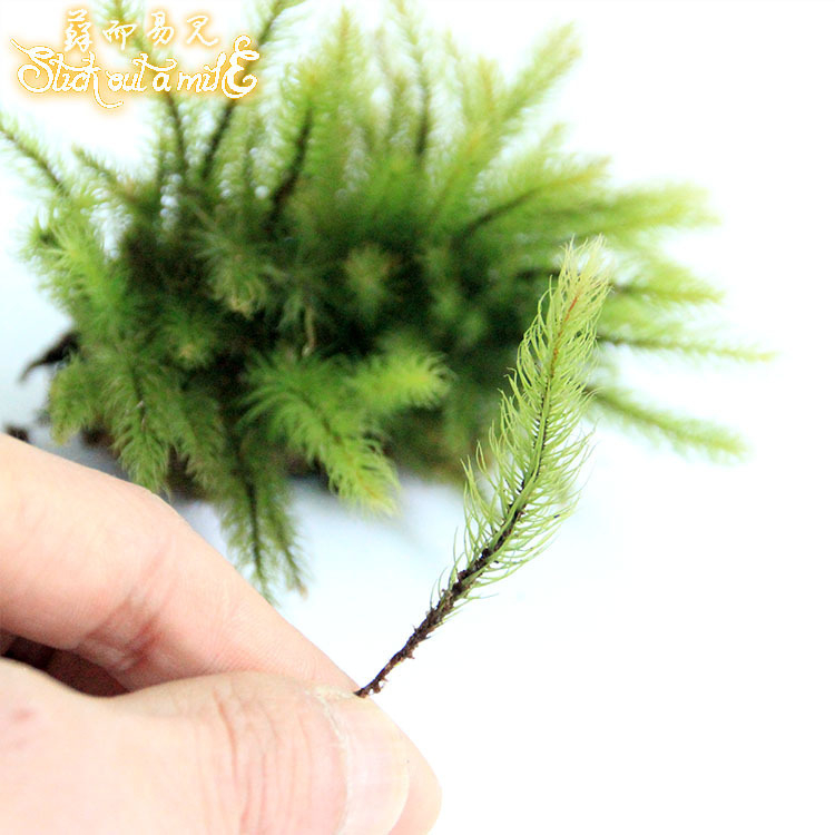 Muș pentru micro-peisaj într-o sticlă ecologică, muș de grădină, ambalat în cutii sau la bax