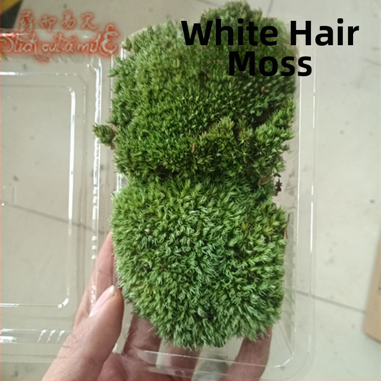 Muș pentru micro-peisaj într-o sticlă ecologică, muș de grădină, ambalat în cutii sau la bax