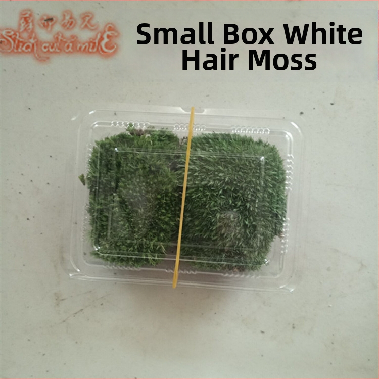 Muș pentru micro-peisaj într-o sticlă ecologică, muș de grădină, ambalat în cutii sau la bax