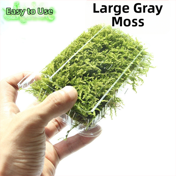 Muș pentru micro-peisaj într-o sticlă ecologică, muș de grădină, ambalat în cutii sau la bax