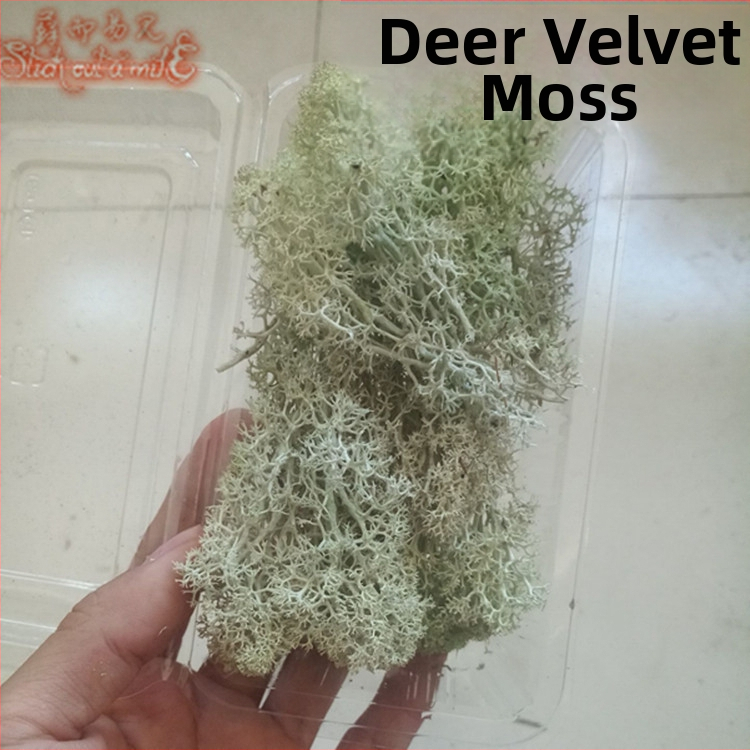 Muș pentru micro-peisaj într-o sticlă ecologică, muș de grădină, ambalat în cutii sau la bax