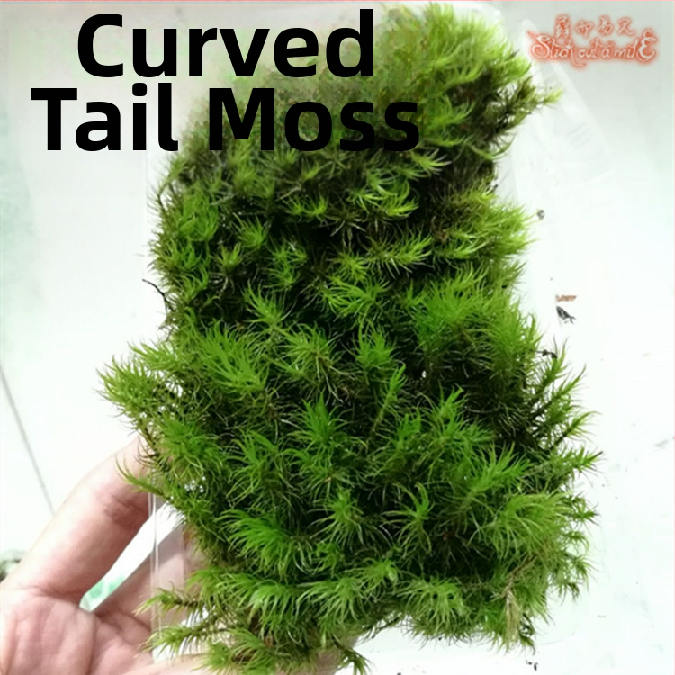 Muș pentru micro-peisaj într-o sticlă ecologică, muș de grădină, ambalat în cutii sau la bax