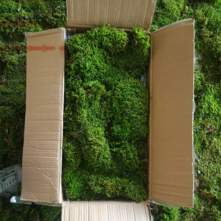 Muș pentru micro-peisaj într-o sticlă ecologică, muș de grădină, ambalat în cutii sau la bax