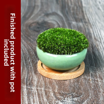 Moha κούπα micro τοπίο Luohan Baby Mini Bonsai για γραφείο και διακόσμηση τραπεζιού • διαπνέον κεραμικό μπολ • μάρκα Beichuan Peach and Plum • έτοιμο για δώρο • κατάλληλο για γραφείο/οικία